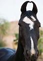 Marwari Horse_02